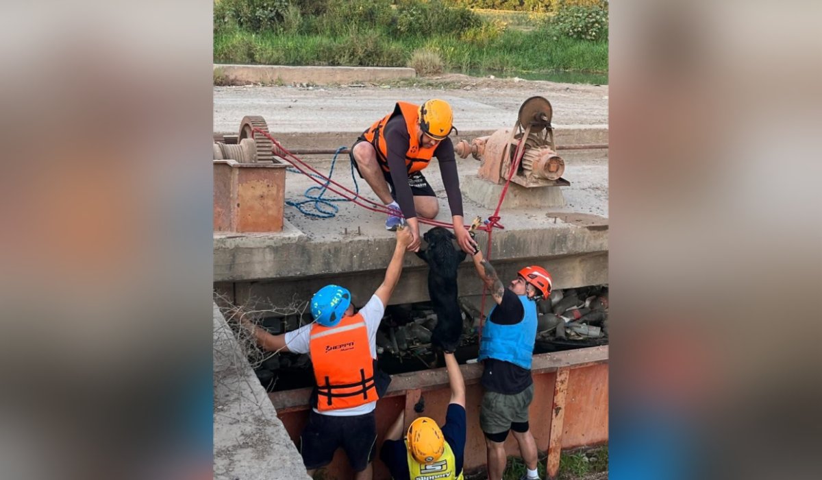 Perro rescatado de un canal en Guasave, Sinaloa