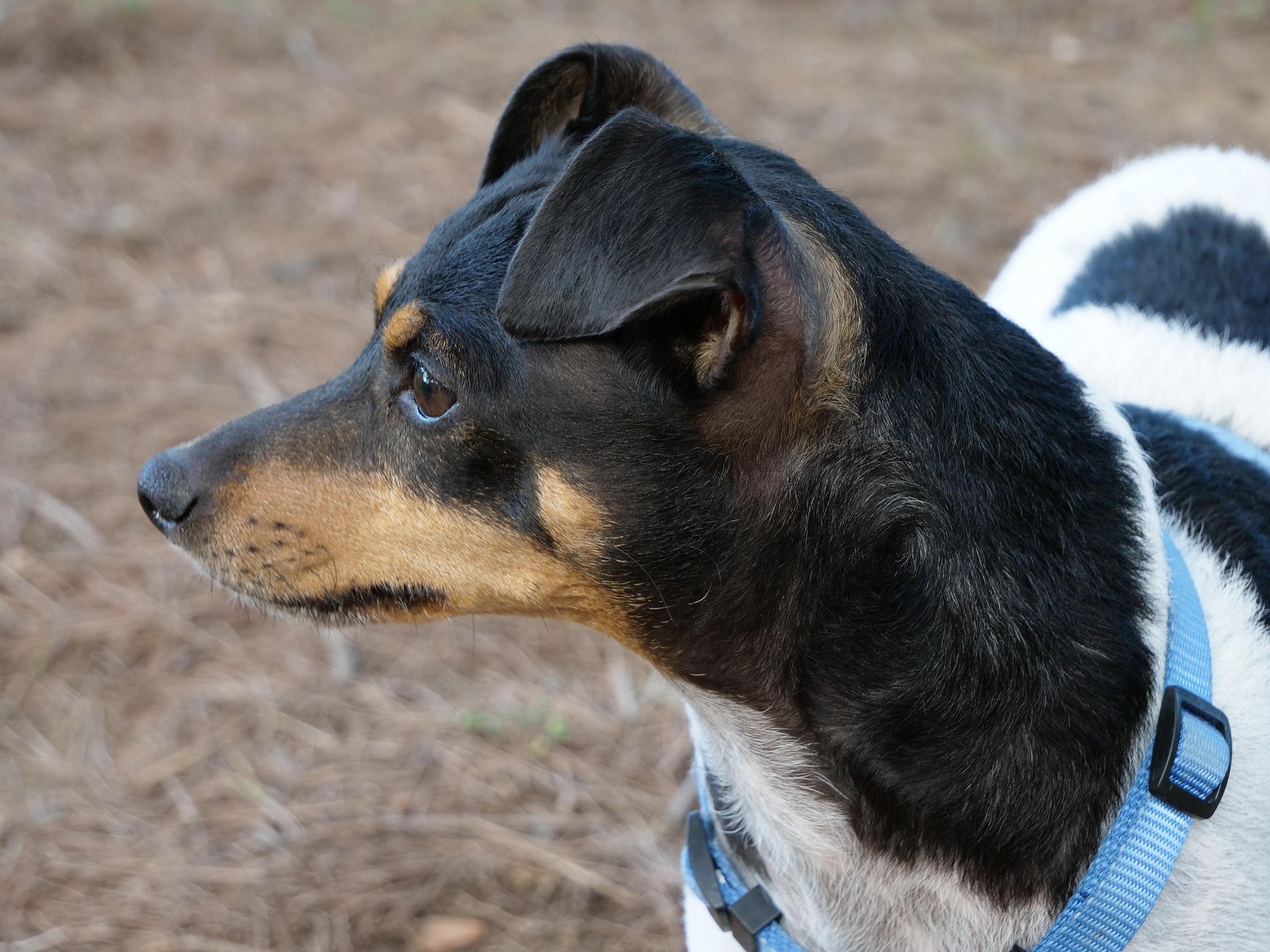 Perro