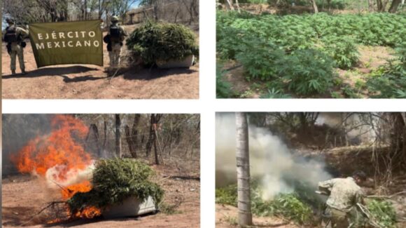 Militares destruyen 3 plantíos de mariguana y enervante en “greña” en Cosalá, Sinaloa; eran mil 100 m²