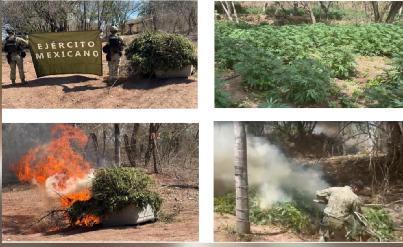 Militares destruyen plantíos de mariguana