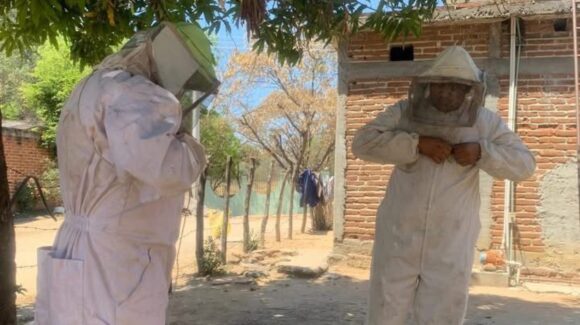 Se activa alerta en San Ignacio, Sinaloa por enjambre de abejas, PC evita riesgo en vivienda