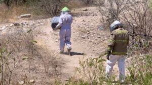 se activa alerta en san ignacio sinaloa por enjambre de abejas pc