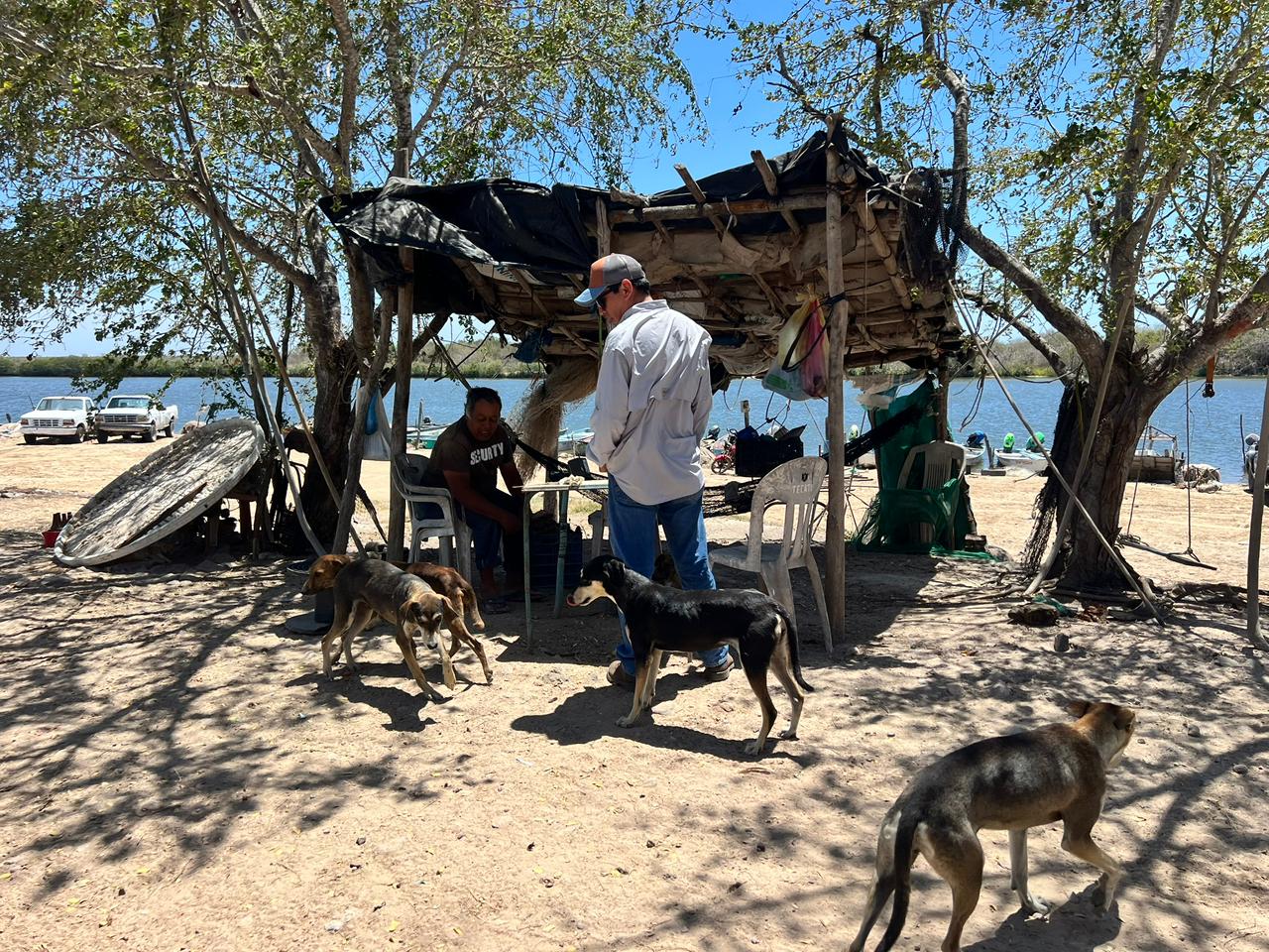 Sobrepoblación de perros en Escuinapa