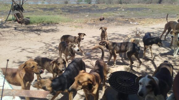 Declaran alerta sanitaria en zona rural de Escuinapa, Sinaloa, por sobrepoblación canina