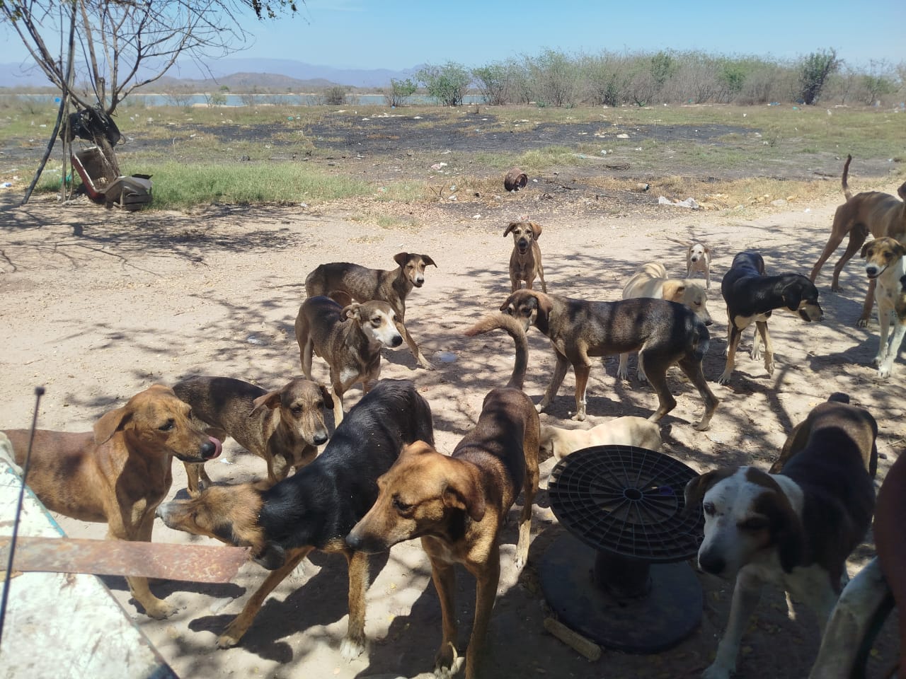Sobrepoblación de perros en Escuinapa