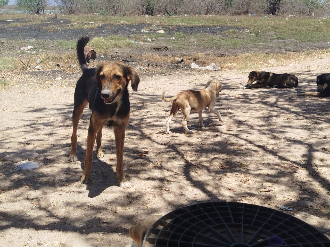 Sobrepoblación de perros en Escuinapa