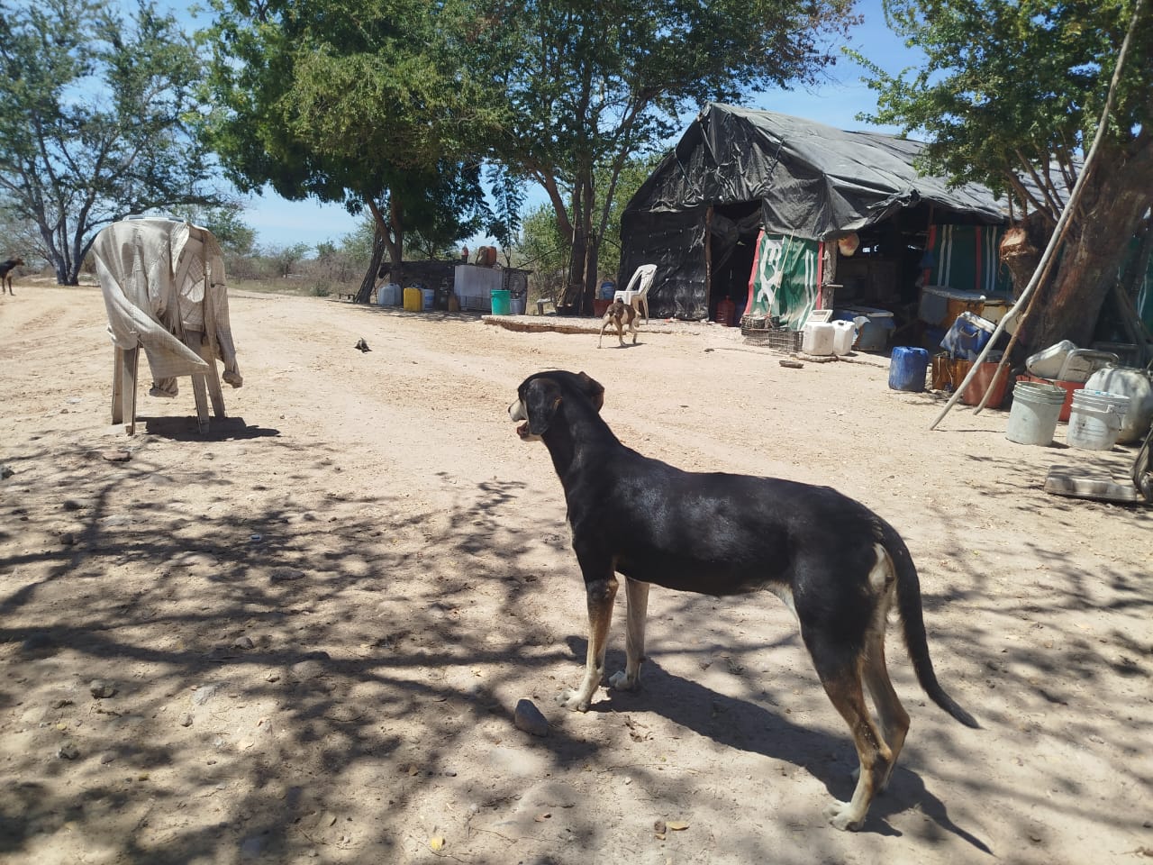 Sobrepoblación de perros en Escuinapa
