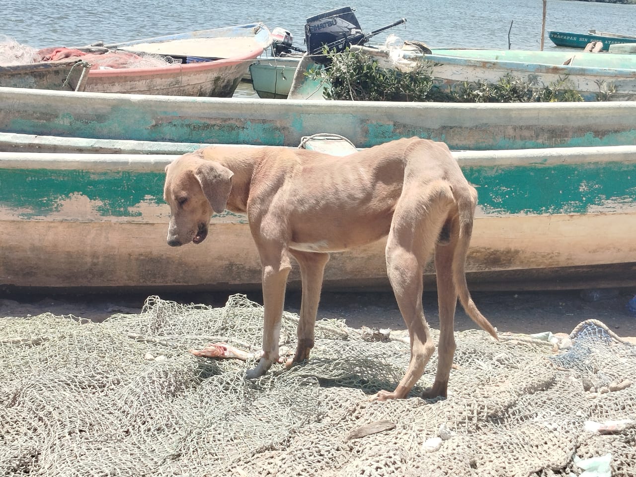 Sobrepoblación de perros en Escuinapa