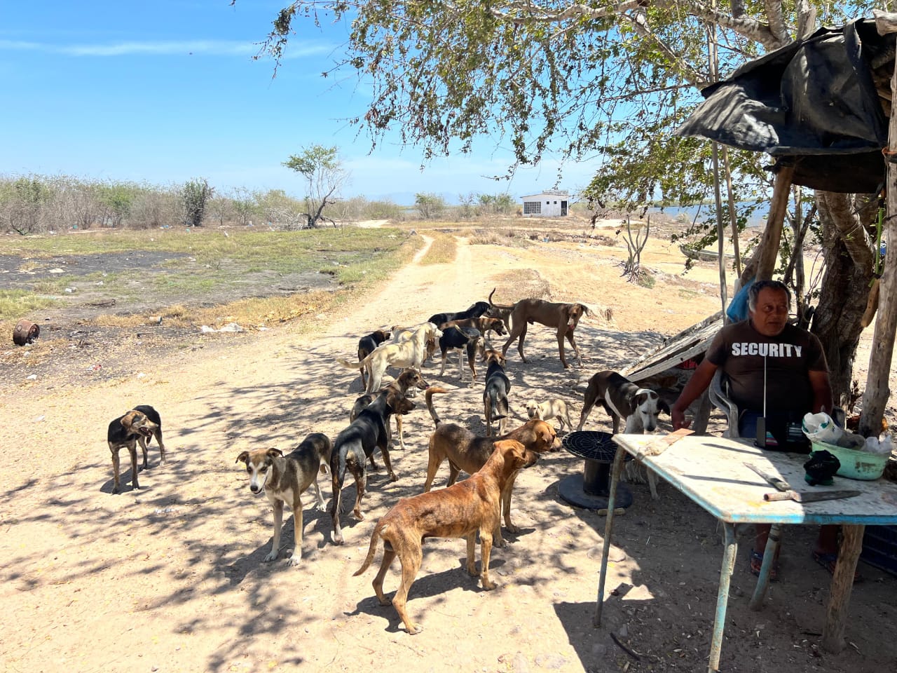 Sobrepoblación de perros en Escuinapa