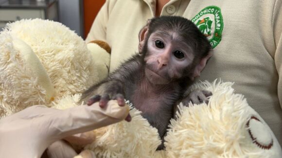El Zoológico de Guadalajara presenta a Yuji, un primate apodado el ‘Punch Tapatio’ (video)