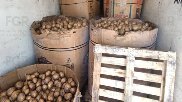 FGR asegura casi una tonelada de metanfetamina oculta entre jícamas en Durango