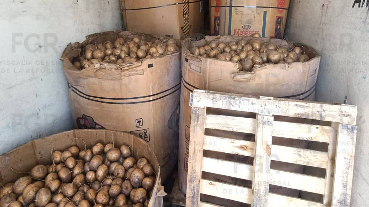 FGR asegura casi una tonelada de metanfetamina oculta entre jícamas en Durango