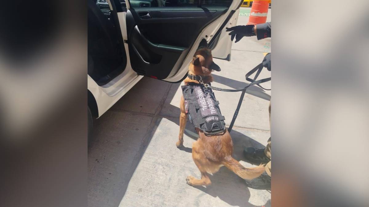 Aseguran 20 kilos de metanfetamina y 25 mil dosis de fentanilo en Chihuahua