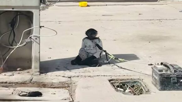Advierte Profepa sobre tráfico de fauna exótica; tener monos como mascota puede llevar a prisión en Sinaloa
