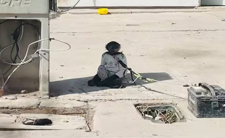 Abandonan a mono en Los Virreyes de Los Mochis, Sinaloa