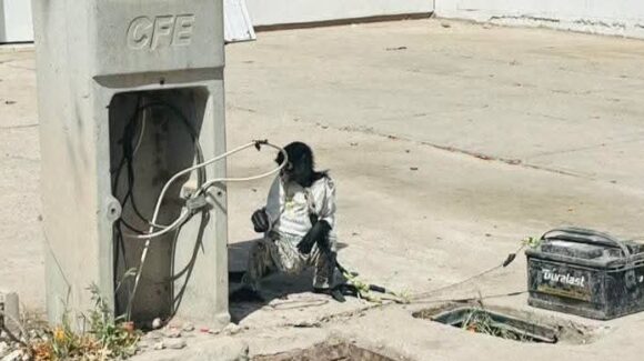 Abandonan a mono en Los Virreyes de Los Mochis, Sinaloa