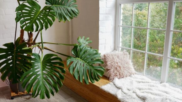 Plantas en interiores: ¿Por qué se han vuelto indispensables en los hogares?