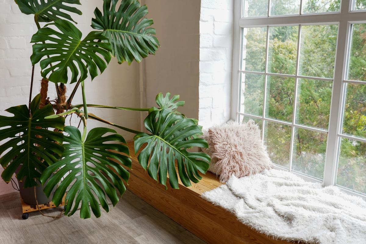 Beneficios de las plantas en interiores