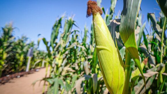 Sin ver una a favor, productores de maíz en Mazatlán; apenas juntan ocho toneladas por hectárea