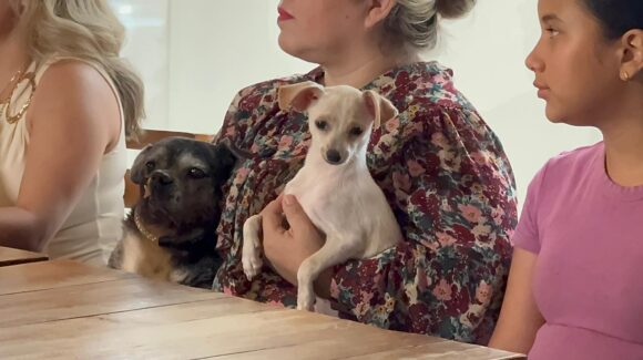 Laika llama a apoyar adopciones y rescates ante saturación de espacios