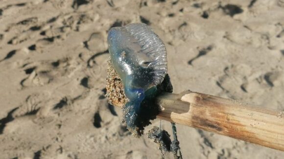 ¿Ganas de ir a la playa en Mazatlán, Sinaloa? Cuidado, autoridades alertan por presencia de ‘quemadores’