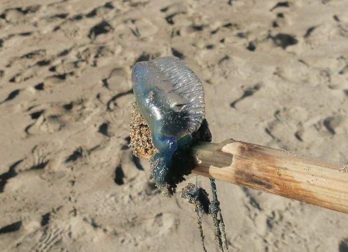 Quemadores en playas de Maszatlán