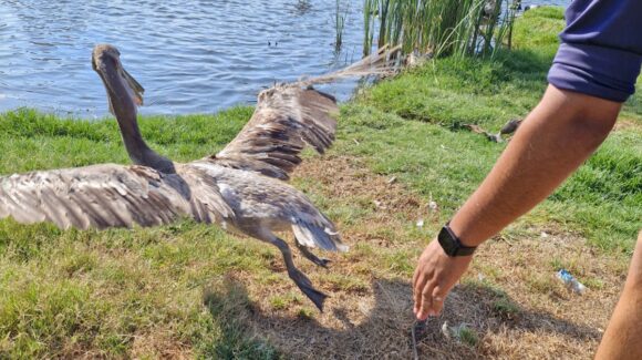¡Estaban heridos! Encuentran a dos pelícanos heridos con anzuelos y logran rescatarlos en Mazatlán, Sinaloa