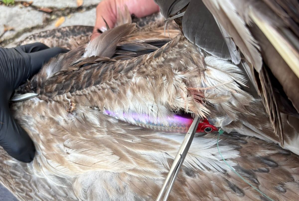 Rescatan a pelicanos estaban heridos