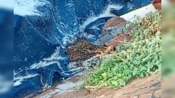 Abejas impiden a familia salir de su casa en Goros Viejo, Ahome, Sinaloa; en el 911 les piden esperar cinco días a Protección Civil