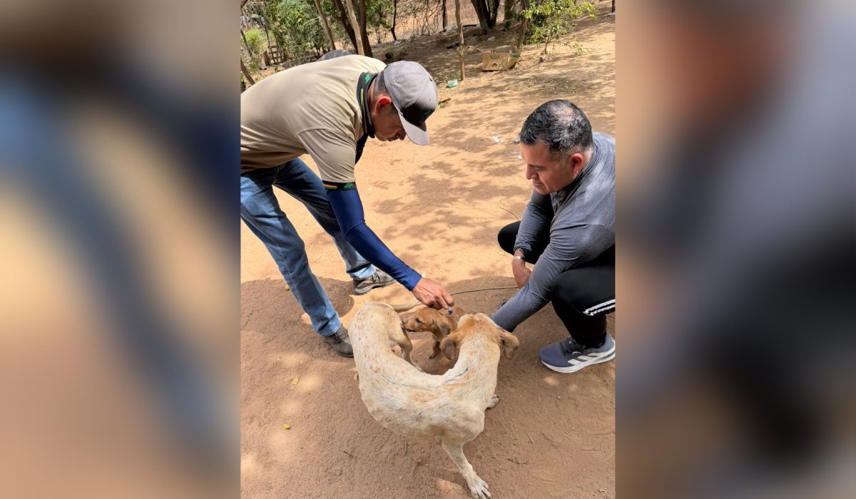 Aplicación de garrapaticida en El Fuerte