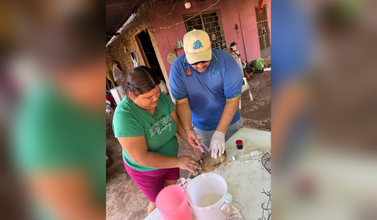 Aplicación de garrapaticida en El Fuerte