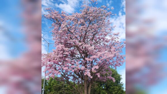Descartan retirar olivos para plantar amapas en Guasave; Ecología apuesta por reforestar sin deforestar