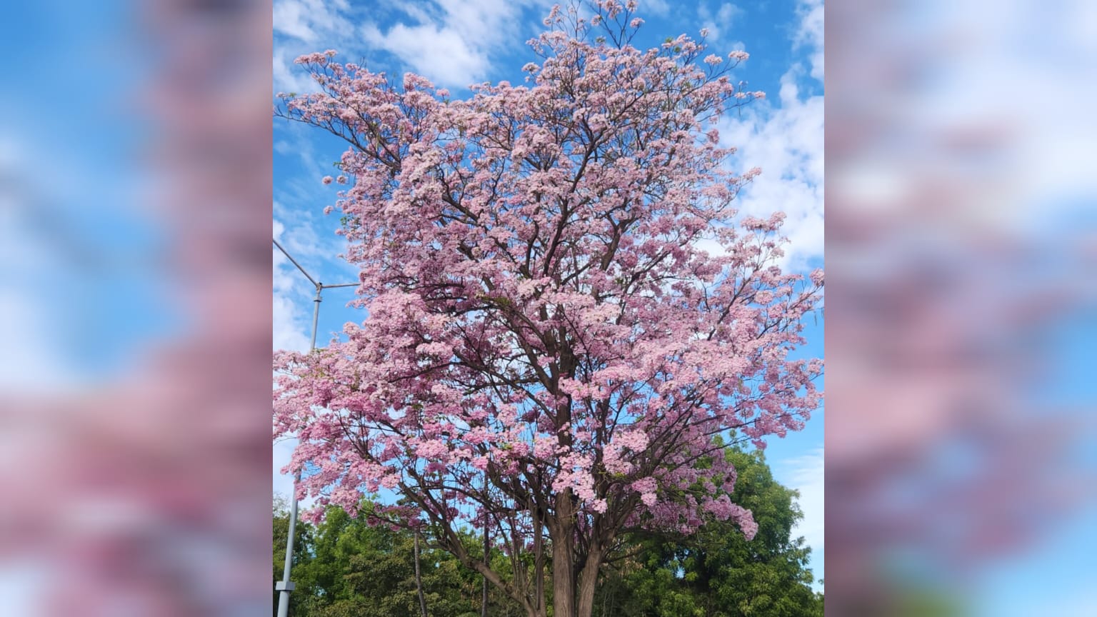 Árbol amapa