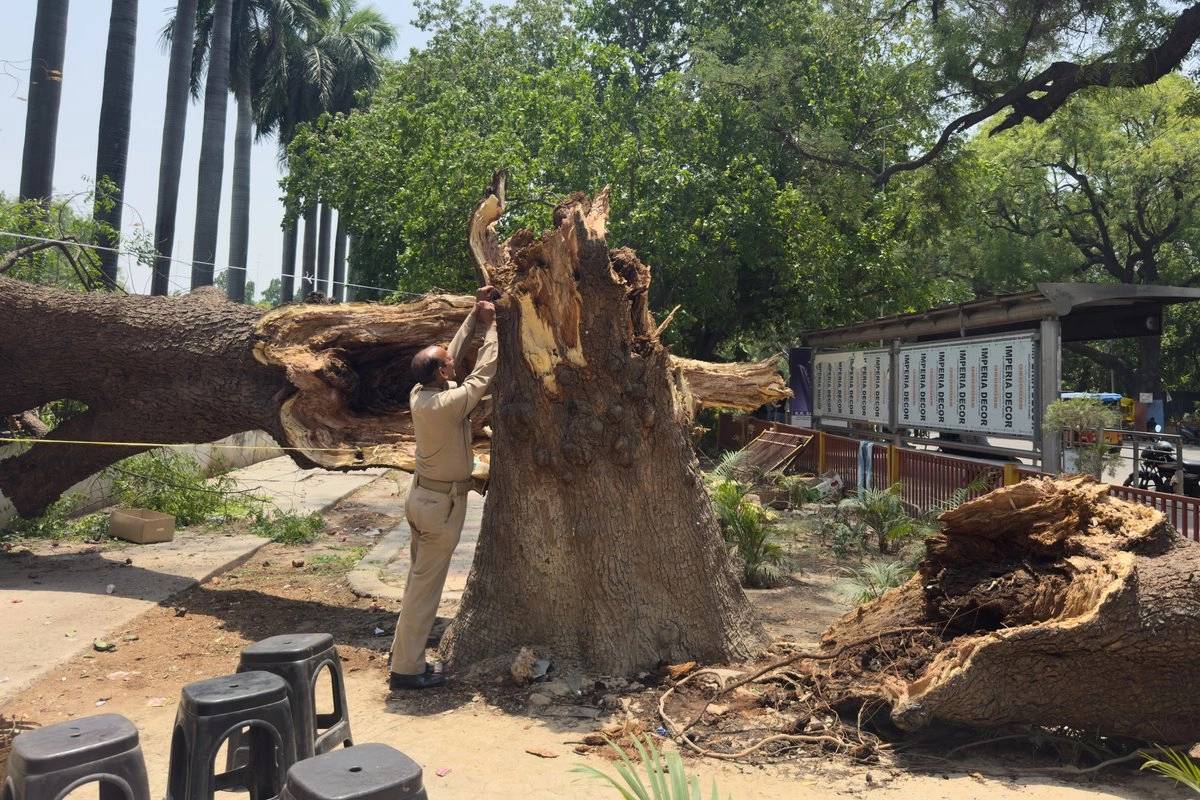 árbol derribado por las fuertes lluvias en la población india de Prayagraj,