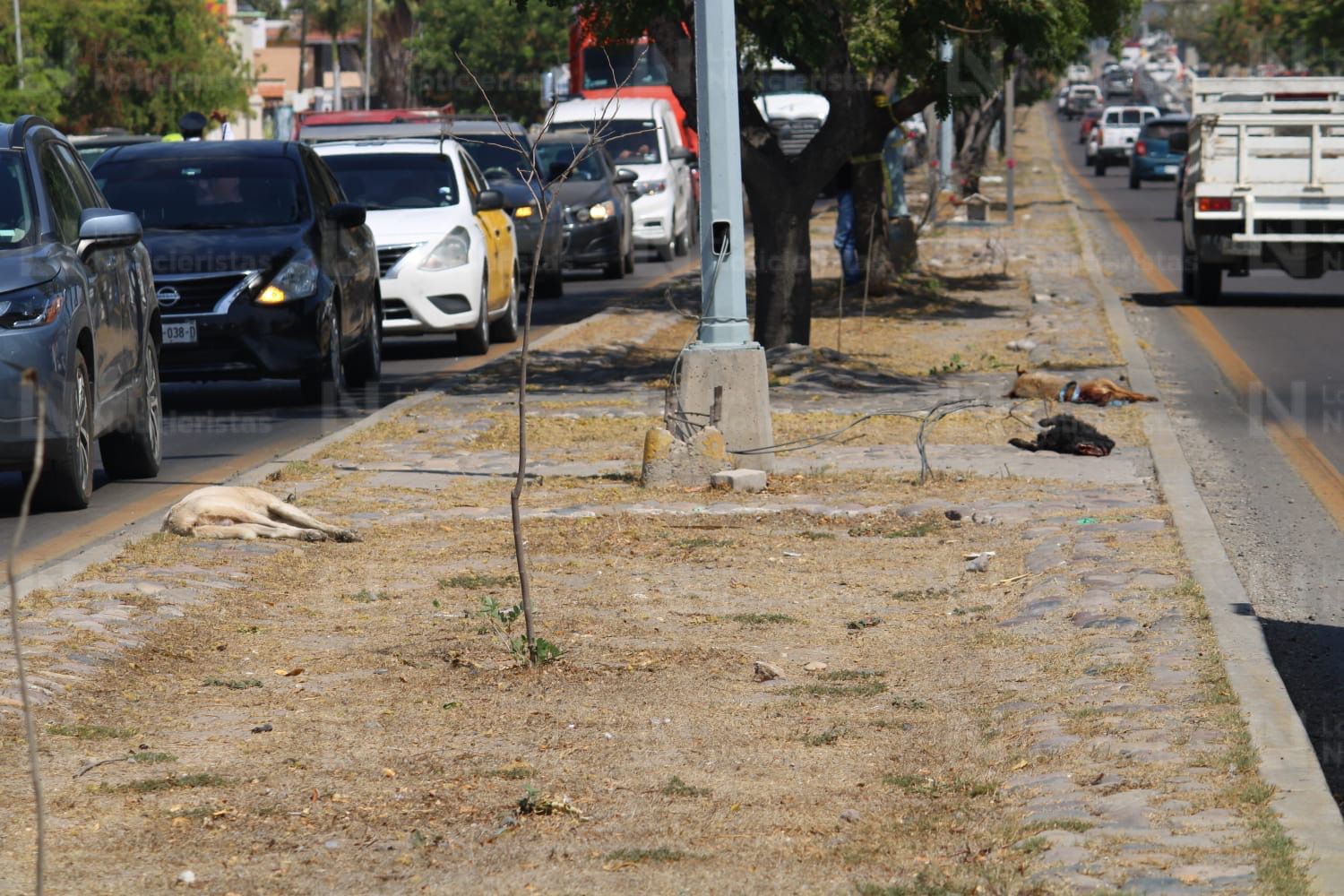 Motociclista muere tras ser atropellado por camioneta que se dio a la fuga en Mazatlán