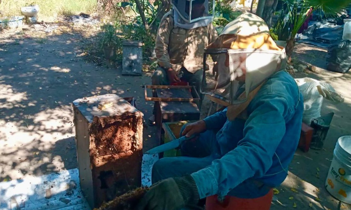 Ayuntamiento de Mazatlán capacita sobre el manejo de abejas