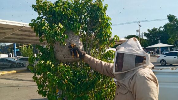 Piden evitar agresiones a enjambres y panales de abejas ante incremento de presencia en Mazatlán, Sinaloa