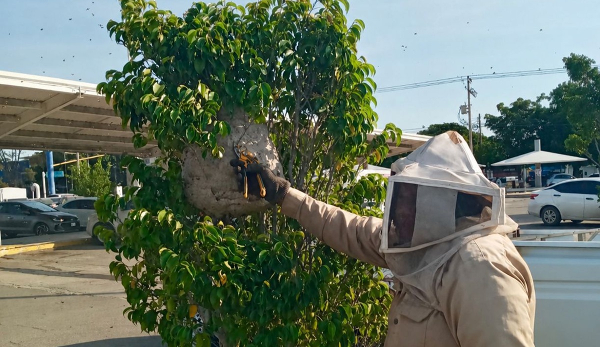 Ayuntamiento de Mazatlán capacita sobre el manejo de abejas