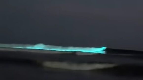 Invita Turismo de Guasave, Sinaloa a disfrutar del espectáculo natural de la bioluminiscencia en playa Las Glorias