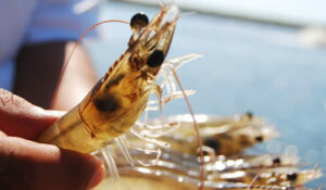El precio del camarón se vislumbra poco rentable en esta próxima temporada; los pescadores no irán por su captura