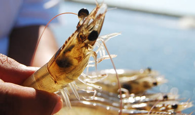 El precio del camarón se vislumbra poco rentable en esta próxima temporada; los pescadores no irán por su captura