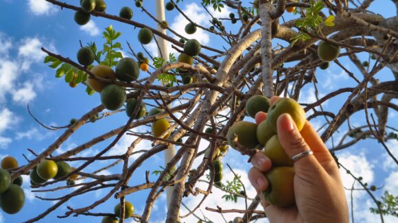 “No hubo mango, pero sí mucha ciruela”: así viven la temporada en la comunidad de Lomas de Monterrey, Mazatlán