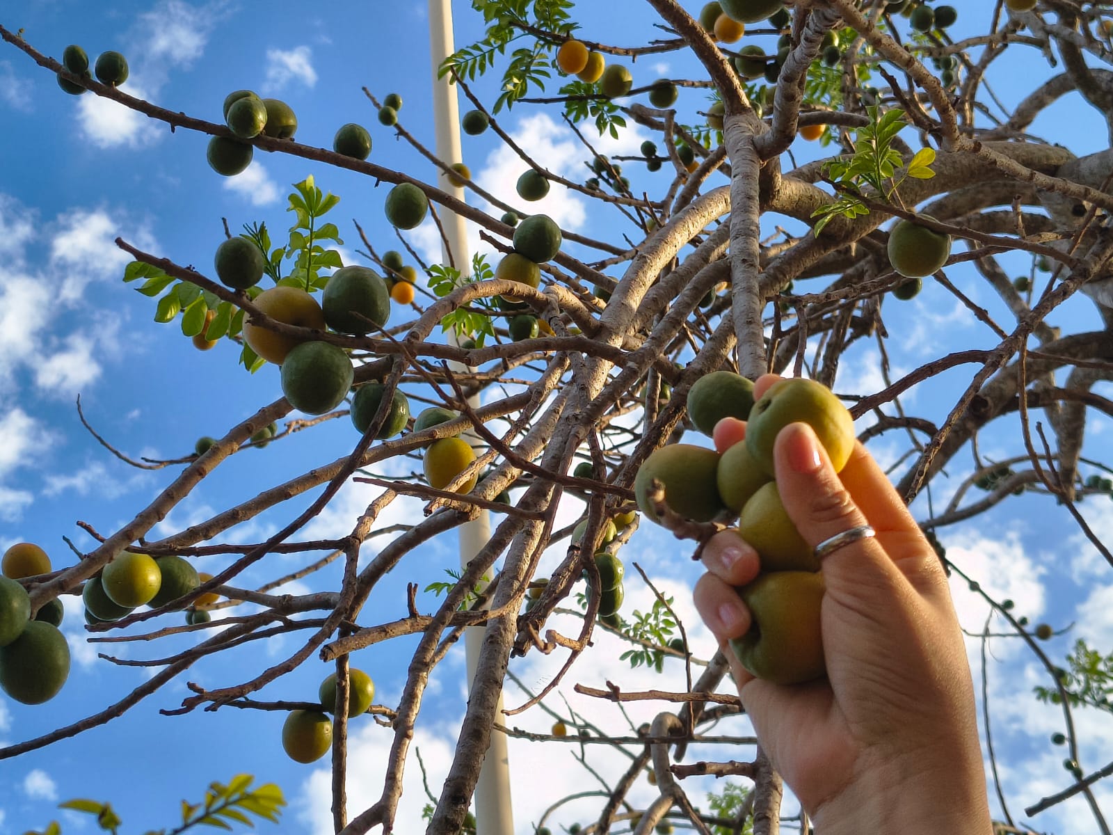 Ciruelas