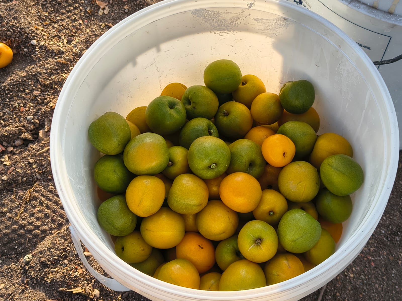 Ciruelas