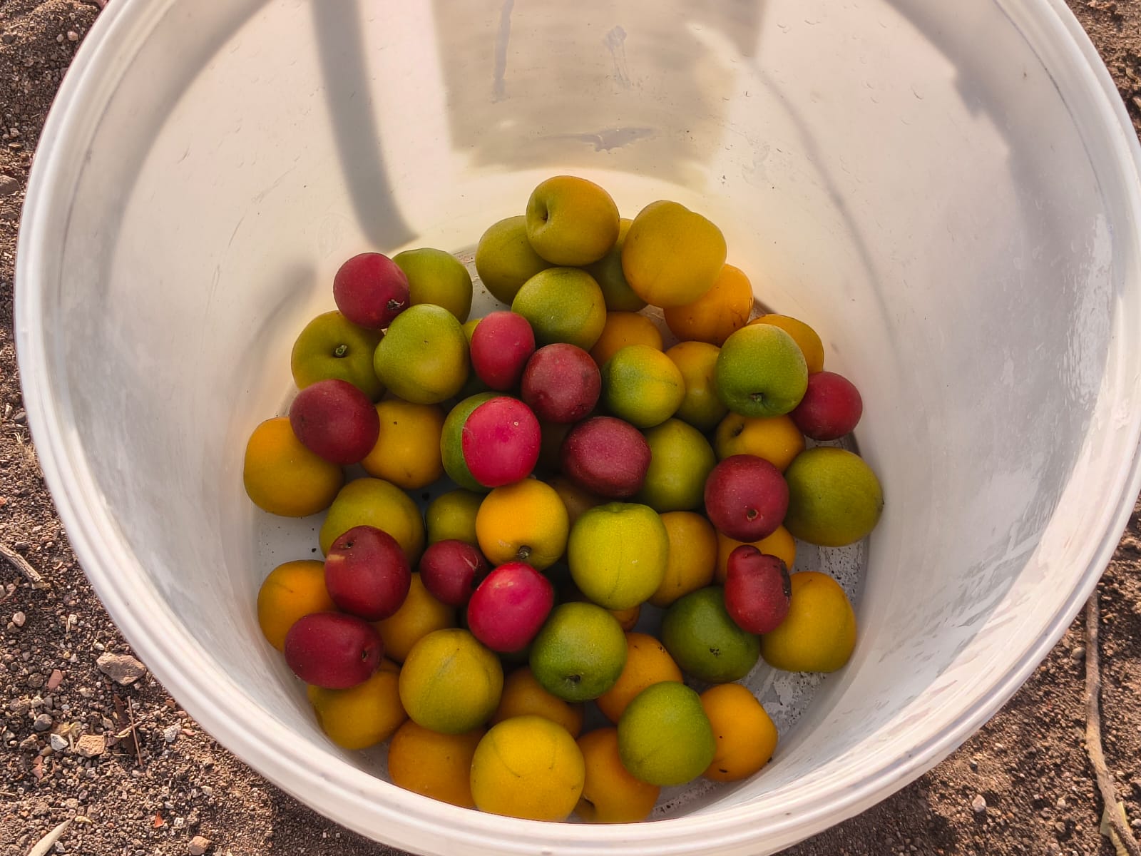 Ciruelas