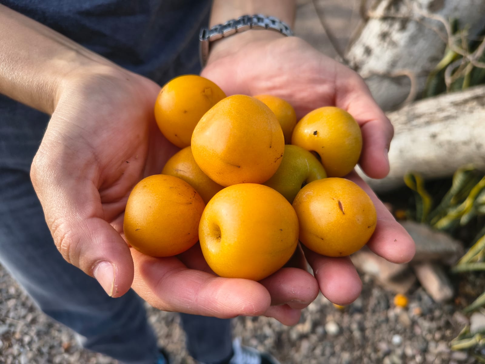 Ciruelas