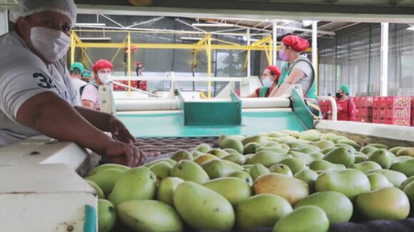 Les llega la ‘cruda realidad’ a empaques de mango en Escuinapa, Sinaloa; operarán 2 ante falta de venta