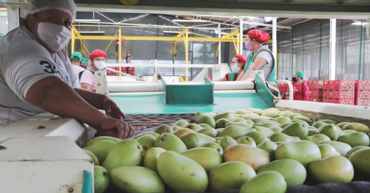 empaque de mango