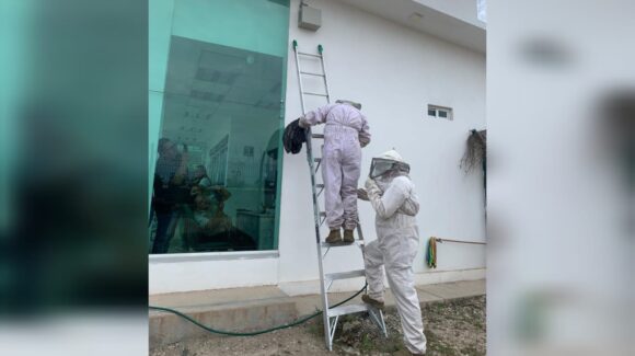 ¡Se metieron hasta el banco! enjambre de abejas moviliza a PC y Bomberos en Estación Dimas, San Ignacio, Sinaloa