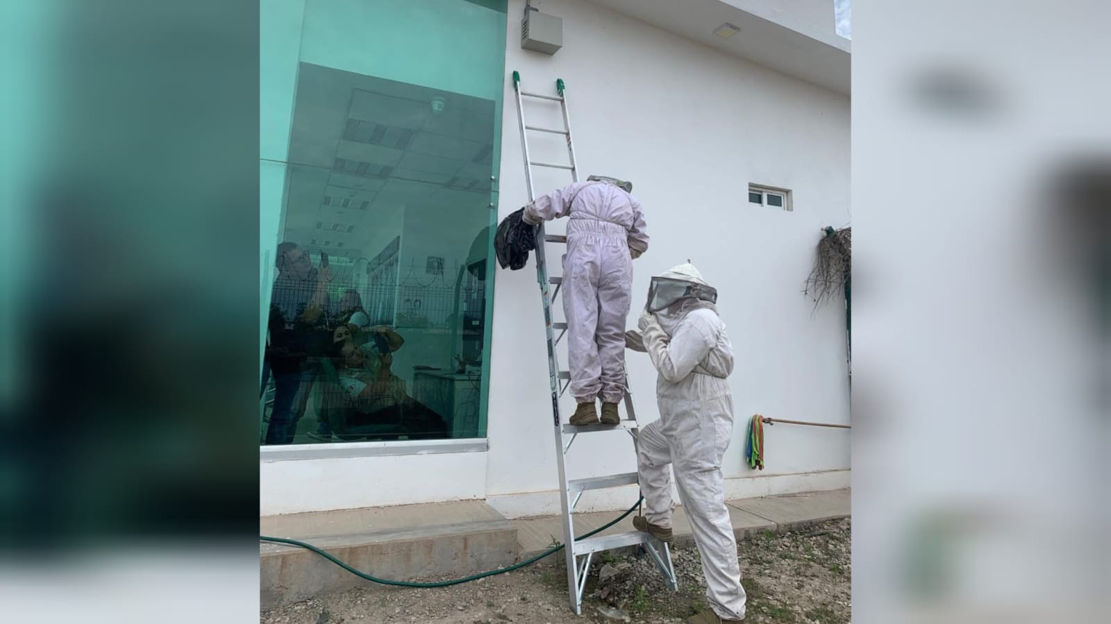 Enjambre de abejas